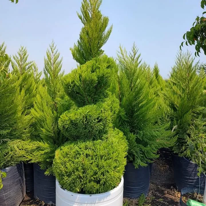 Árboles ornamentales y topiarios