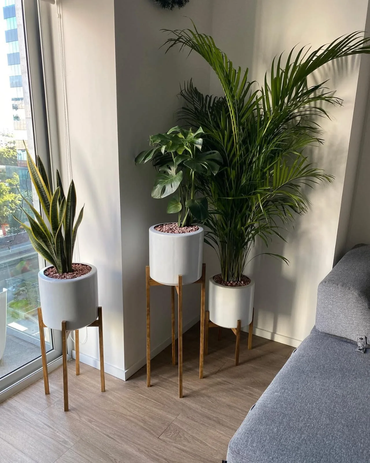 Plantas de interior