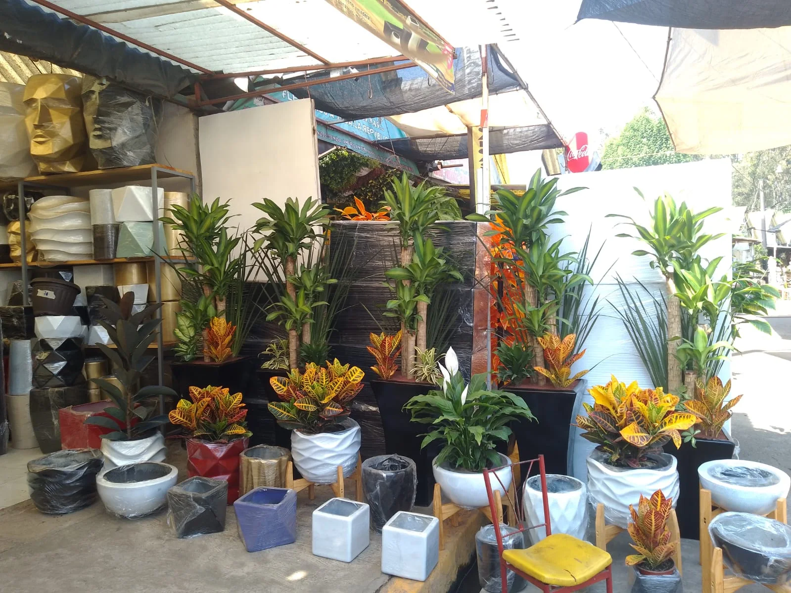 Variedad de plantas y macetas